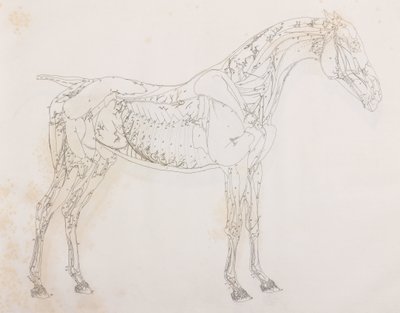 Third dissected layer of a horse, side view by Unbekannt