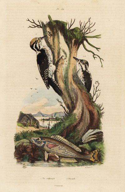 Three-toed woodpecker, Picoides tridactylus, and picarel, Spicara smaris by Unbekannt