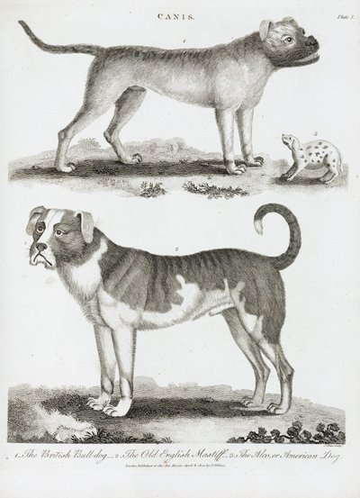 Three Types of Dog by Unbekannt