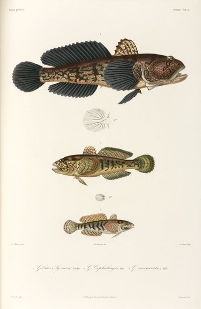 Three Types of Goby, Black Sea by Unbekannter Künstler