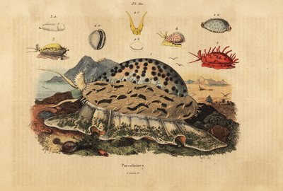 Tiger cowrie, Cypraea tigris, wrinkled cowrie, Nucleolaria nucleus, money cowrie, Monetaria moneta, and Ellatrivia merces, Porcelaines by Unbekannt