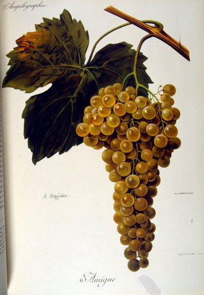 Title page of a French general treatise on Viticulture (Cultivation of Grapes for wine) 1905 by Unbekannter Künstler