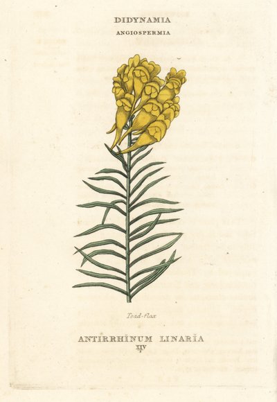 Toadflax, Linaria vulgaris (Antirrhinum linaria). Handcoloured copperplate engraving after an illustration by Richard Duppa from his The Claves and Orders of the Linnaean System of Botany, Longman, Hurst, London by Unbekannter Künstler