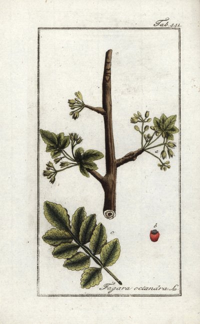 Tomentose or Tacamac Gum, Elaphrium tomentosum by Unbekannter Künstler