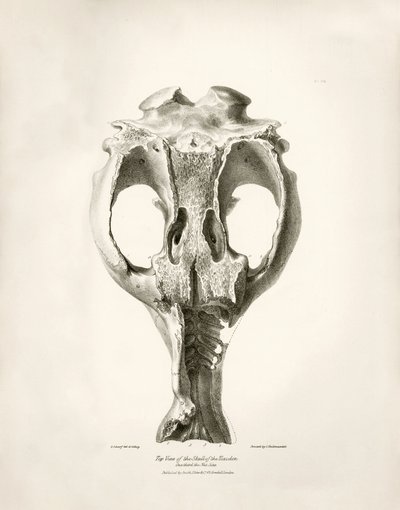 Toxodon Crane, a prehistoric animal found by Charles Darwin near Montevideo, Uruguay during his exploration journey aboard the Beagle. The Zoology of the voyage of H.M.S. Beagle under the command of Captain Fitzroy during the years 1832 to 1836 by Unbekannter Künstler