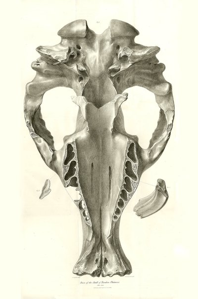 Toxodon Crane, a prehistoric animal found by Charles Darwin near Montevideo, Uruguay during his exploration journey aboard the Beagle. The Zoology of the voyage of H.M.S. Beagle under the command of Captain Fitzroy during the years 1832 to 1836 by Unbekannter Künstler