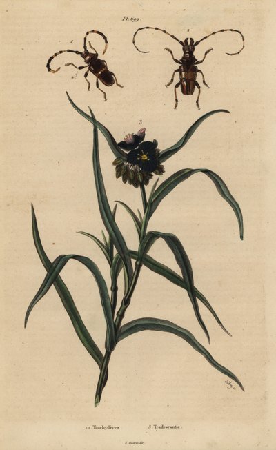 Trachyderes Succinctus 1, Trachyderes Mandibularis 2, and Virginia Spiderwort, Tradescantia Virginiana 3 by Unbekannt