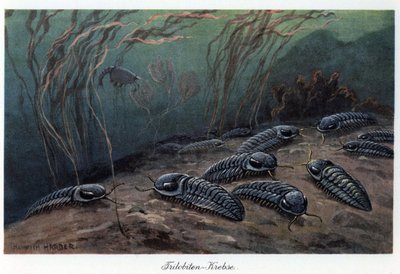 Trilobites by Unbekannter Künstler