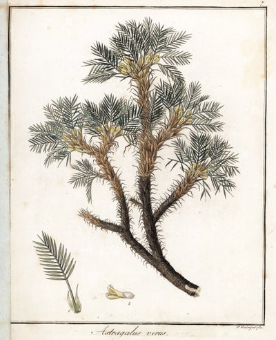 True Astragalus. Lithograph by F. Guimpel, extracted from medical botany by Friedrich Gottlob Haynes by Unbekannter Künstler