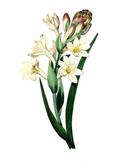 Tuberose, Agave Amica (Agave Polianthes), Digital Reproduction of an Original Artwork from the 18th Century by Unbekannter Künstler