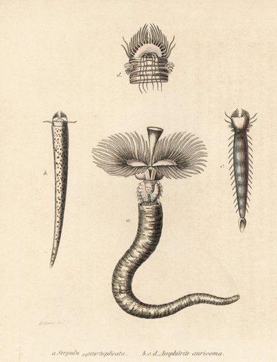Tubeworm, Serpula vermicularis, and fanworm, Amphictene auricoma. Handcoloured lithograph by Gebhart after an illustration by Zehner from Georg Friedrich Treitschke