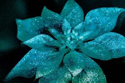 Turquoise Poinsettia for My Darling (2017) by Unbekannter Künstler