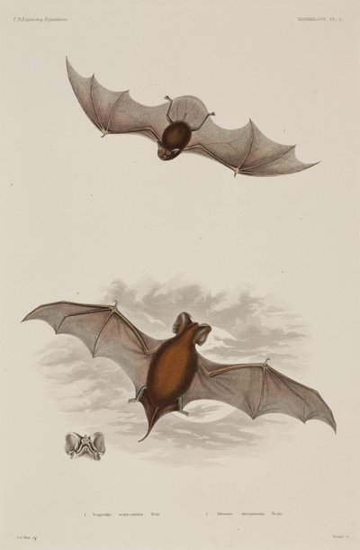 Two types of bat by Unbekannter Künstler