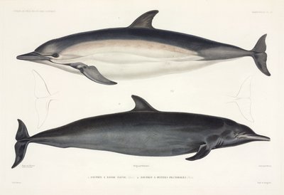 Two Types of Dolphin by Unbekannter Künstler