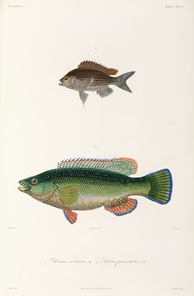 Two Types of Fish, Black Sea by Unbekannter Künstler