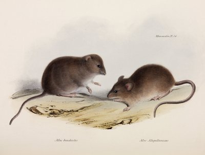Two Types of Mouse, South America, c. 1832-1836 by Unbekannt