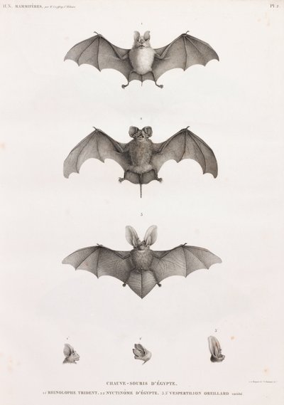 Types of Bats in Egypt by Unbekannt