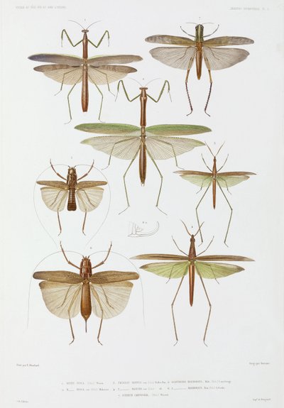 Types of Insect, Australia and Indonesia by Unbekannter Künstler