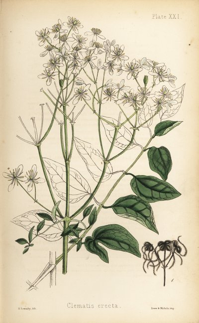 Upright virgins bower, Clematis recta. Handcoloured lithograph by Henry Sowerby from Edward Hamilton