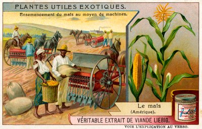 Useful Exotic Plants: Sweet corn by Unbekannter Künstler
