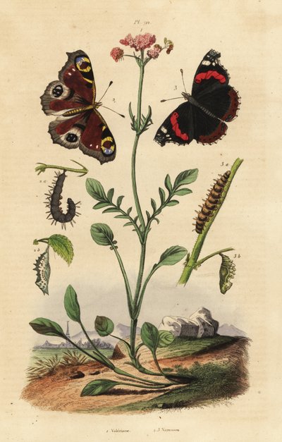 Valerian, peacock butterfly, and red admiral by Unbekannt