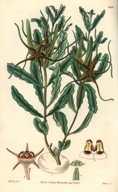 Variete by Brachystelma (Brachystelma Crispum) by Unbekannter Künstler