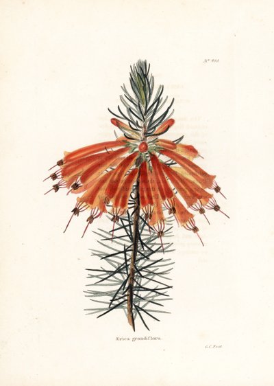Variete de bruyere by Unbekannter Künstler