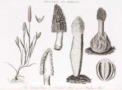 Variety of grass phalaris aquatica and morel mushrooms by Unbekannt