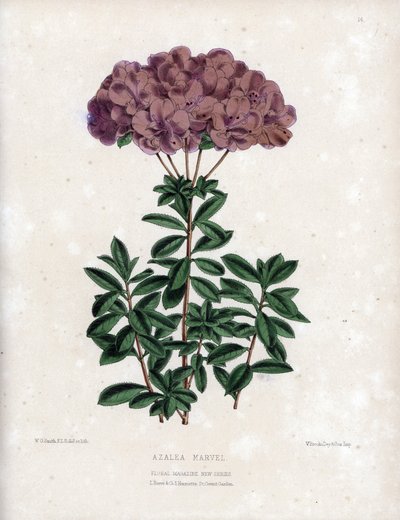 Variete of Azalee Marvel, with Small Semi-Double Flowers of Type Amcena, Pale Purple Colour by Unbekannter Künstler