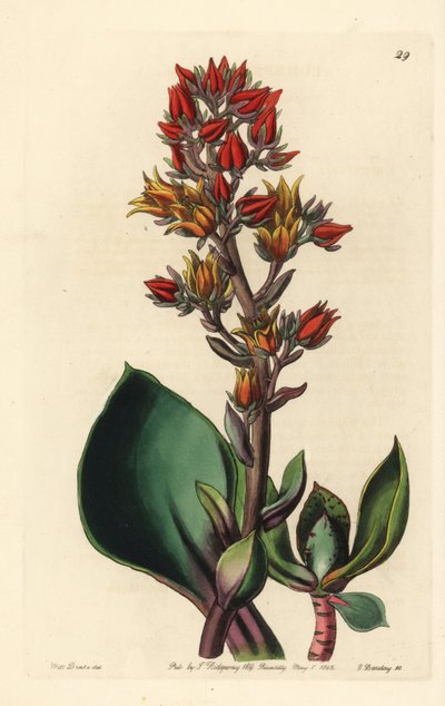 Variete of Echeveria (succulent plant of America) - Sharp-leaved echeveria, Echeveria acutifolia. Handcoloured copperplate engraving by George Barclay after an illustration by Miss Sarah Drake from Edwards