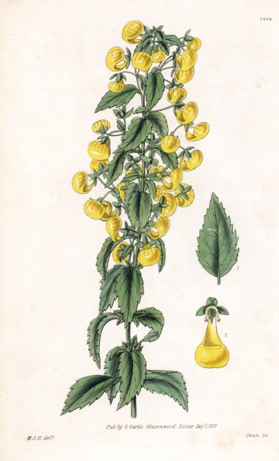 Variete of calceolaria or small slipper or lady purse - Narrow-leaved slipperwort, Calceolaria angustiflora. Handcoloured copperplate engraving by Swan after an illustration by William Jackson Hooker from Samuel Curtis