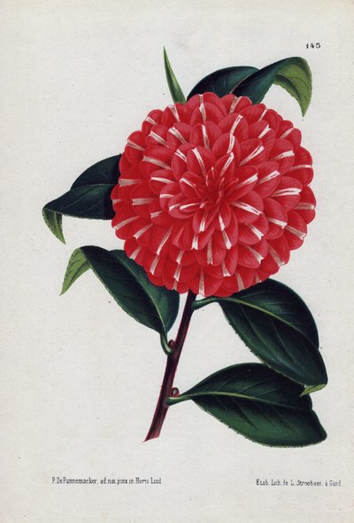 Variete of hybrid camelias, called Caprioli, with red flowers striped with white (Camellia japonica, Thea japonica). Illustration by P.de Pannemaeker, lithography by L.Stroobant of Ghent, published in L