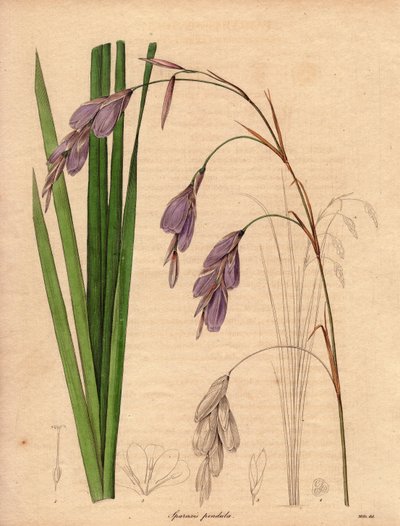 Variety of Iris (Sparaxis pendula), Illustration by R. Mills by Unbekannter Künstler