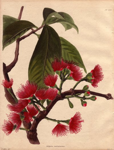 Variete of waterapple or pink apple with crimson flowers by Unbekannter Künstler