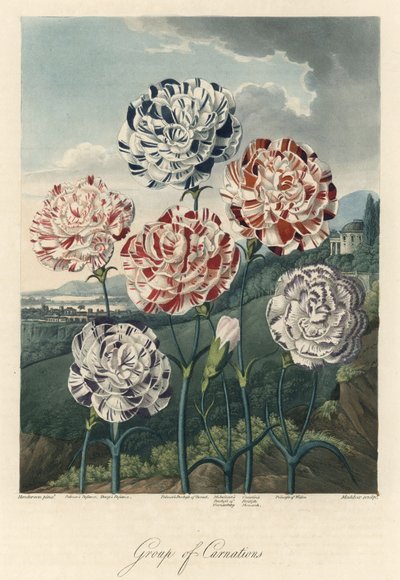 Varieties of Common Carnations, extracted from The Temple of Flora, by Dr. Robert Thornton by Unbekannter Künstler