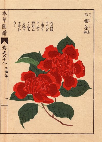 Varieties of Japanese camelias (Thea japonica Nois): Sekirousa, with ecarlate flowers. Eau forte en couleurs, woodcut by Kanen Iwasaki, published in Honzo Zufu, in 1884, an illustrative guide to medicinal plants by Unbekannter Künstler