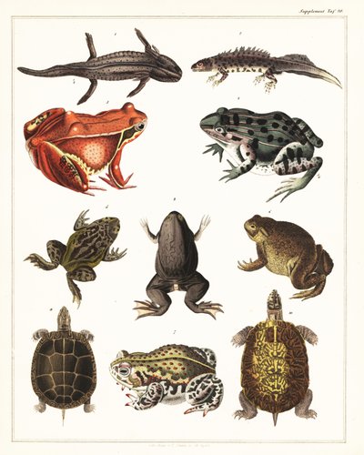 Varieties of amphibians, frogs and turtles (1841) by Unbekannter Künstler