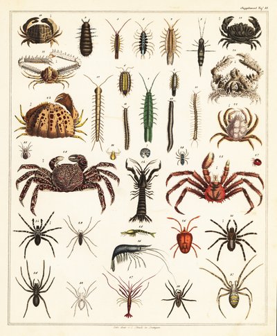 Varieties of Crabs and Spiders (lithograph) by Unbekannter Künstler