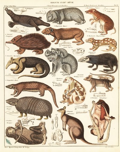 Varieties of Marsupials (lithograph) by Unbekannter Künstler