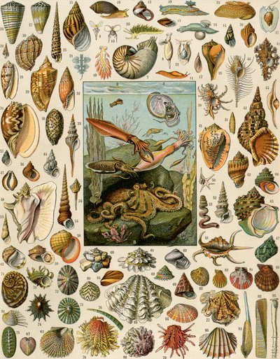 Varieties of Molluscs by Unbekannter Künstler