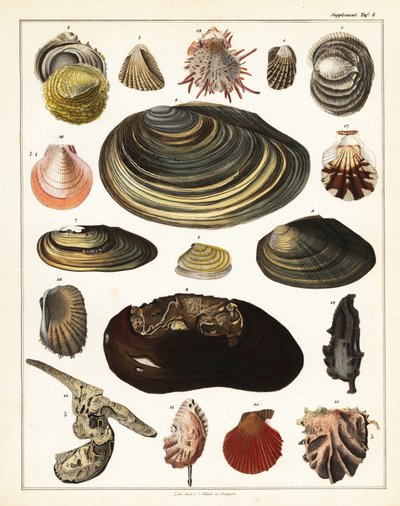 Varieties of Shells, Molluscs (lithograph) by Unbekannter Künstler