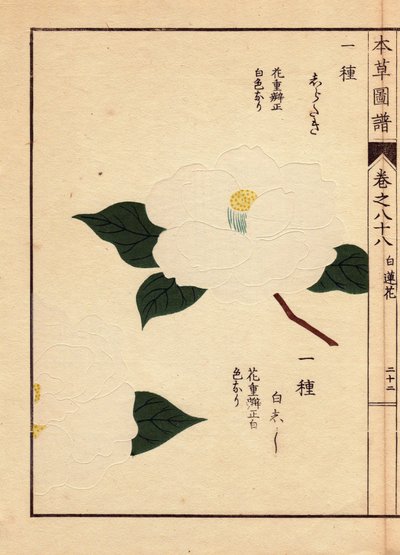 Variety of camelias from Japan (Thea japonica Nois): Shirataki and Shiroshishi, with white flowers. Eau forte en couleurs, woodcut by Kanen Iwasaki, published in Honzo Zufu, in 1884, an illustrative guide to medicinal plants by Unbekannter Künstler