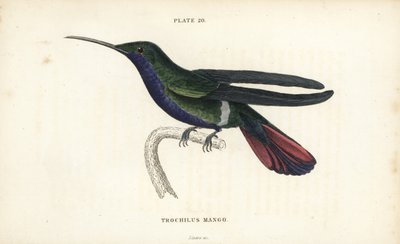 Veraguan mango, Anthracothorax veraguensis (Mango hummingbird, Trochilus mango). Handcoloured steel engraving from Sir William Jardine
