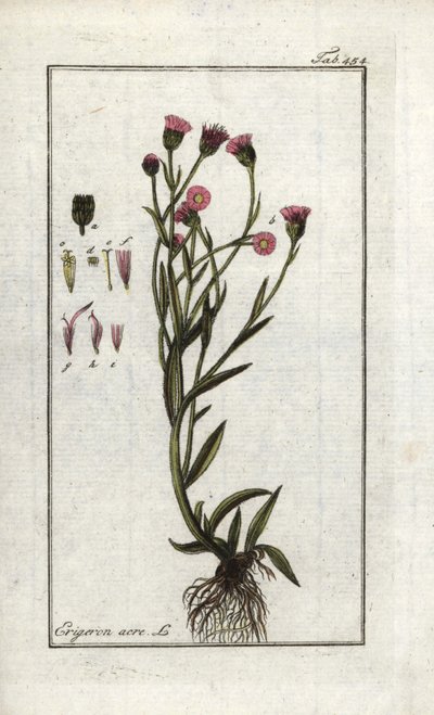 Vergerette Acre, Erigeron acris by Unbekannter Künstler