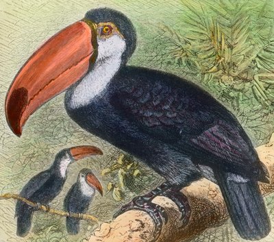 Visiting a Bird