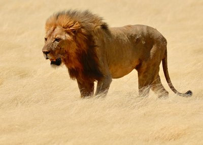 Warrior, Etosha, 2018 by Unbekannter Künstler