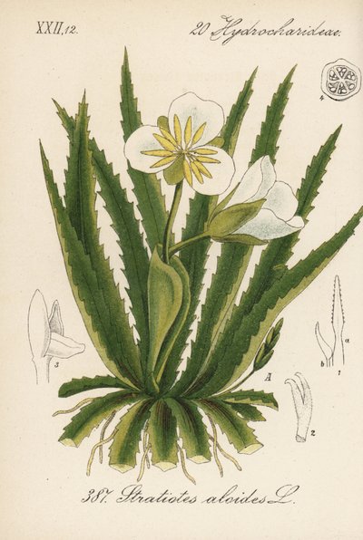 Water Aloe - Water Soldier, Stratiotes aloides. Handcoloured lithograph from Diederich von Schlechtendal
