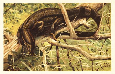 Water Monitor Lizard by Unbekannter Künstler
