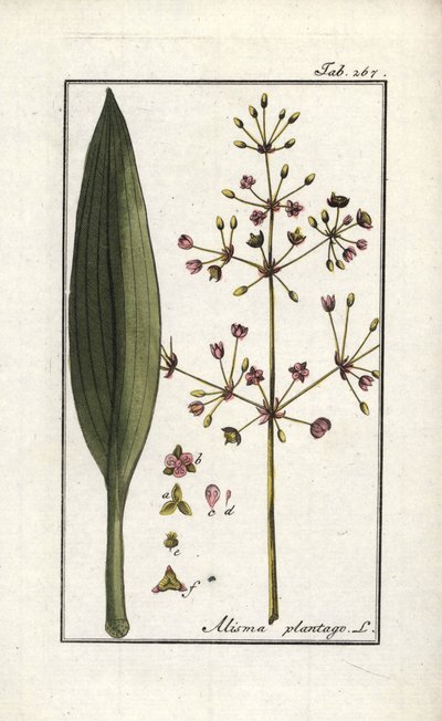 Water Plantain (Alisma plantago-aquatica). Lithograph from 