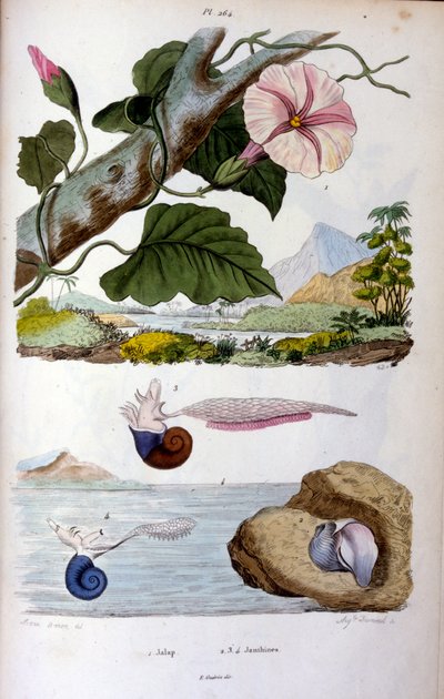 Water snail; Botanical and zoological illustration by F. E. Guérin. From Dictionnaire pittoresque d